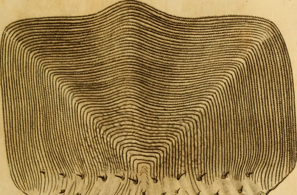 An illustration from Essays on the microscope : containing a practical description of the most improved microscopes : a general history of insects : illustrated with thirty-two folio plates (2nd ed. / with considerable additions and improvements by Frederick Kanmacher), 1798, leaf 792