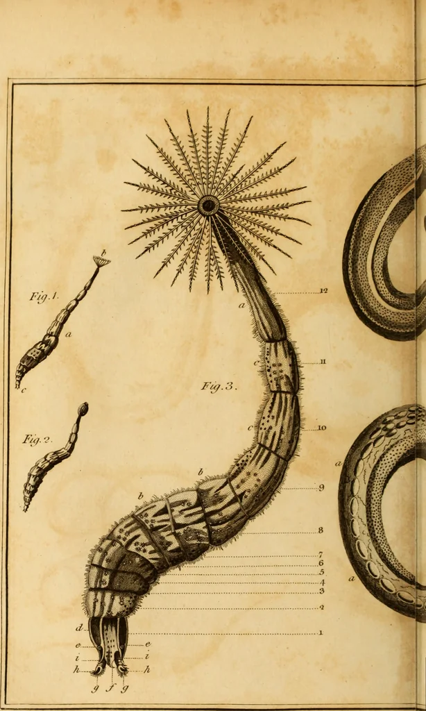An illustration from Essays on the microscope : containing a practical description of the most improved microscopes : a general history of insects : illustrated with thirty-two folio plates (2nd ed. / with considerable additions and improvements by Frederick Kanmacher), 1798, leaf 795