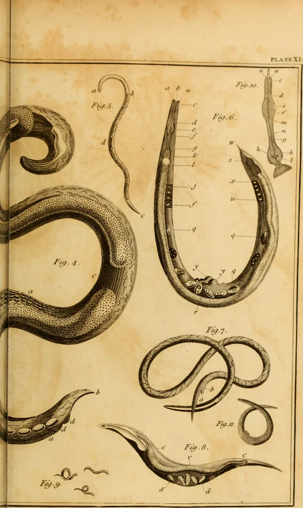 An illustration from Essays on the microscope : containing a practical description of the most improved microscopes : a general history of insects : illustrated with thirty-two folio plates (2nd ed. / with considerable additions and improvements by Frederick Kanmacher), 1798, leaf 796