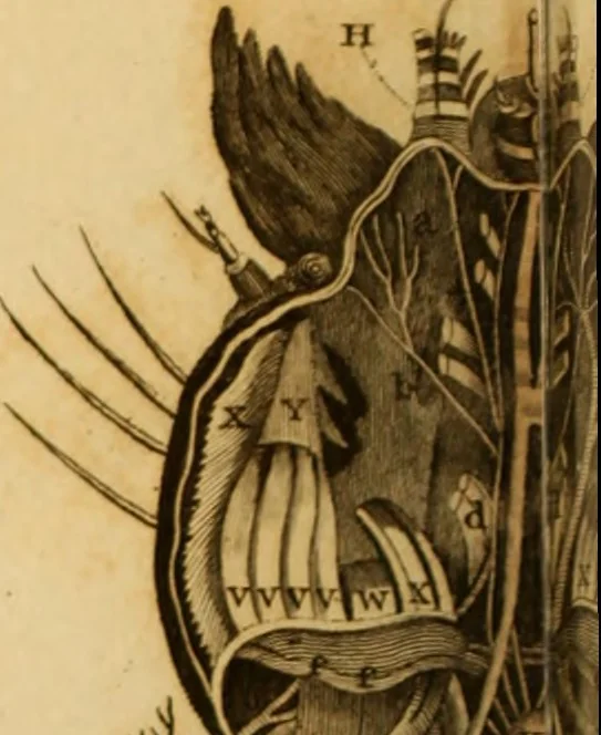 An illustration from Essays on the microscope : containing a practical description of the most improved microscopes : a general history of insects : illustrated with thirty-two folio plates (2nd ed. / with considerable additions and improvements by Frederick Kanmacher), 1798, leaf 799