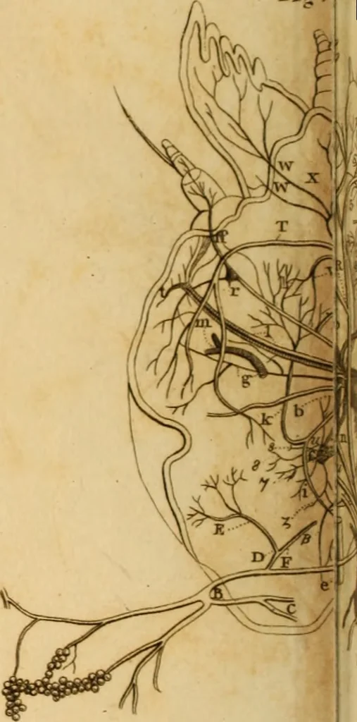 An illustration from Essays on the microscope : containing a practical description of the most improved microscopes : a general history of insects : illustrated with thirty-two folio plates (2nd ed. / with considerable additions and improvements by Frederick Kanmacher), 1798, leaf 799