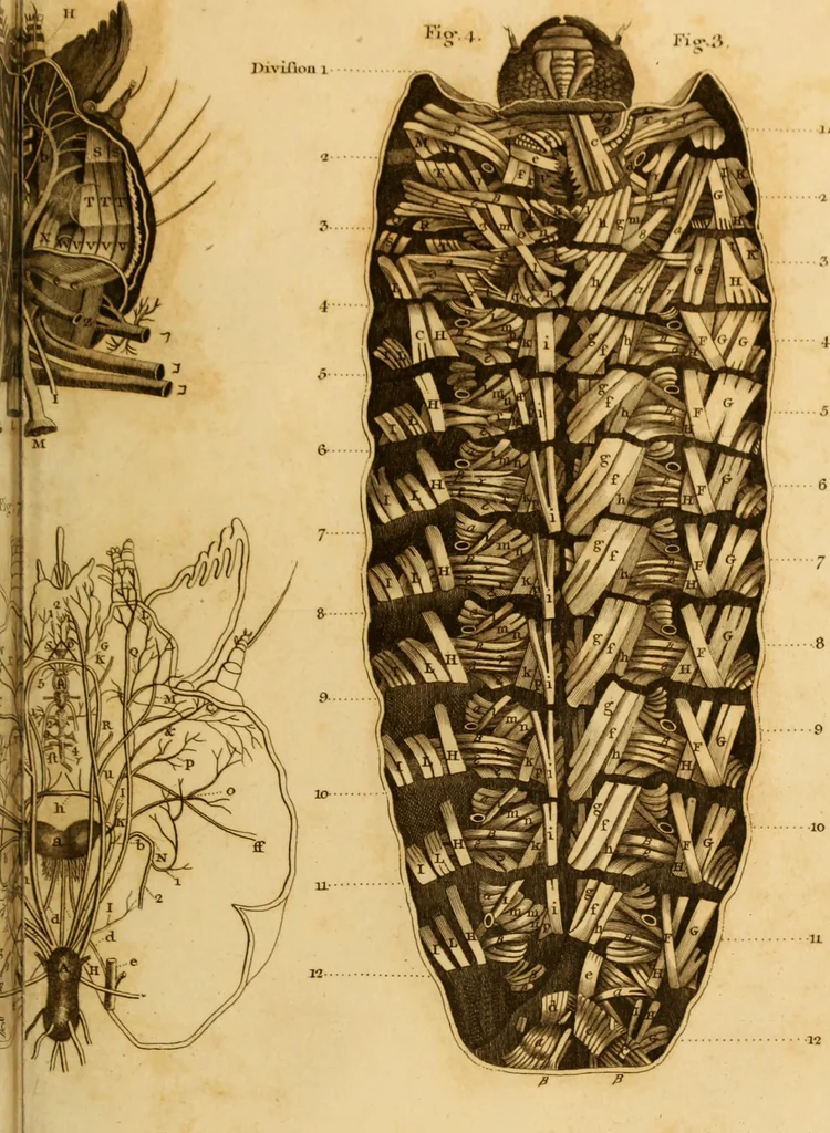 An illustration from Essays on the microscope : containing a practical description of the most improved microscopes : a general history of insects : illustrated with thirty-two folio plates (2nd ed. / with considerable additions and improvements by Frederick Kanmacher), 1798, leaf 800