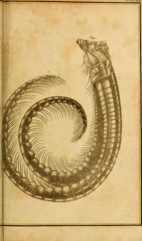 An illustration from Essays on the microscope : containing a practical description of the most improved microscopes : a general history of insects : illustrated with thirty-two folio plates (2nd ed. / with considerable additions and improvements by Frederick Kanmacher), 1798, leaf 804