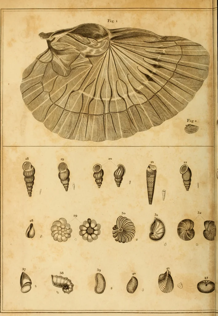An illustration from Essays on the microscope : containing a practical description of the most improved microscopes : a general history of insects : illustrated with thirty-two folio plates (2nd ed. / with considerable additions and improvements by Frederick Kanmacher), 1798, leaf 807