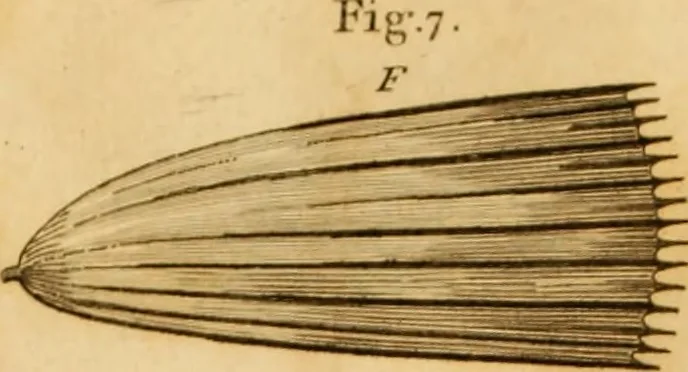 An illustration from Essays on the microscope : containing a practical description of the most improved microscopes : a general history of insects : illustrated with thirty-two folio plates (2nd ed. / with considerable additions and improvements by Frederick Kanmacher), 1798, leaf 815