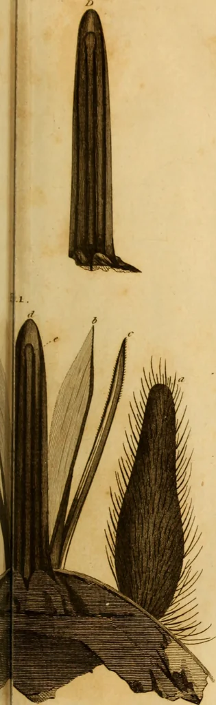 An illustration from Essays on the microscope : containing a practical description of the most improved microscopes : a general history of insects : illustrated with thirty-two folio plates (2nd ed. / with considerable additions and improvements by Frederick Kanmacher), 1798, leaf 816
