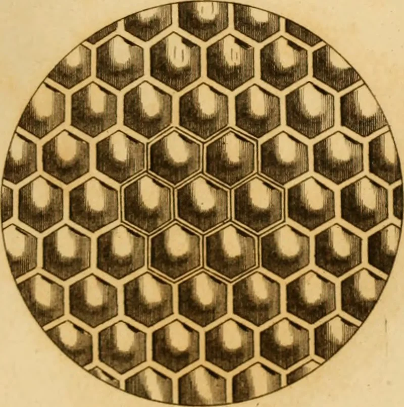 An illustration from Essays on the microscope : containing a practical description of the most improved microscopes : a general history of insects : illustrated with thirty-two folio plates (2nd ed. / with considerable additions and improvements by Frederick Kanmacher), 1798, leaf 816