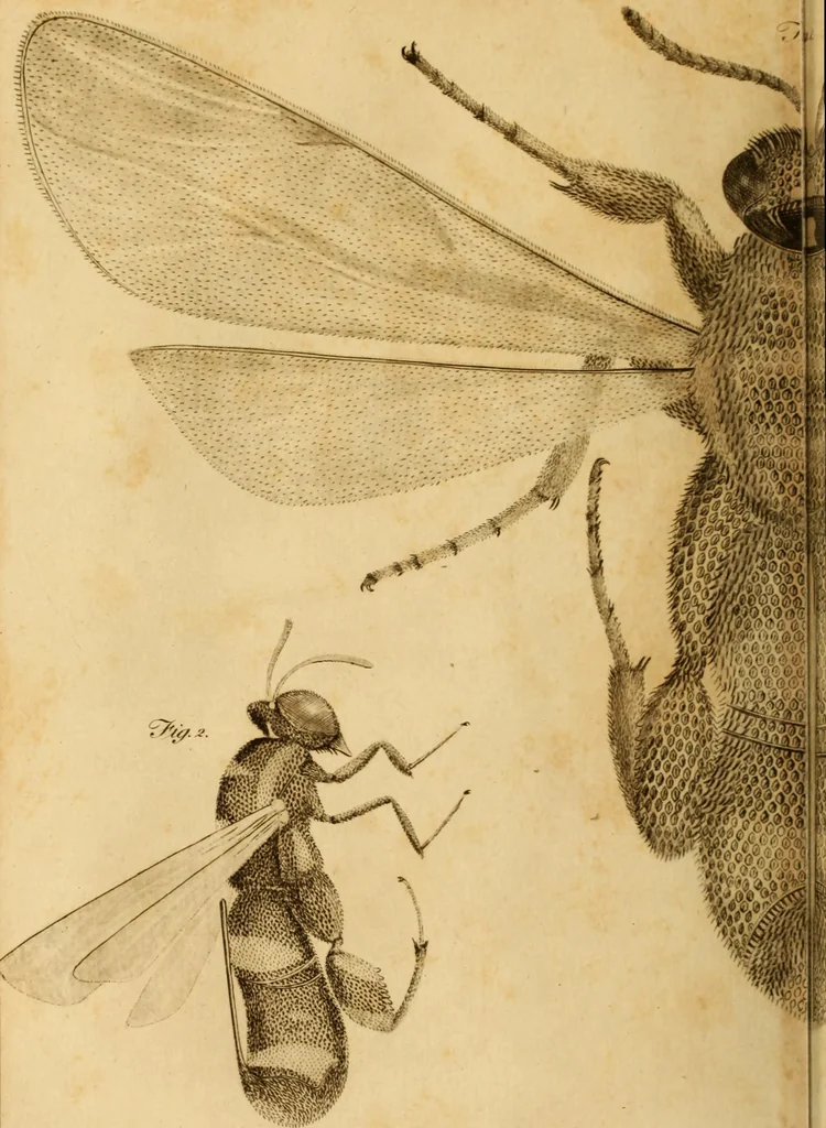 An illustration from Essays on the microscope : containing a practical description of the most improved microscopes : a general history of insects : illustrated with thirty-two folio plates (2nd ed. / with considerable additions and improvements by Frederick Kanmacher), 1798, leaf 819
