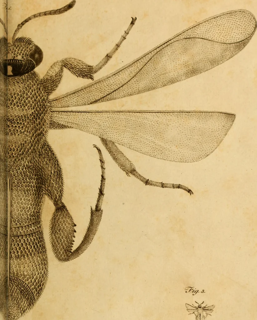 An illustration from Essays on the microscope : containing a practical description of the most improved microscopes : a general history of insects : illustrated with thirty-two folio plates (2nd ed. / with considerable additions and improvements by Frederick Kanmacher), 1798, leaf 820