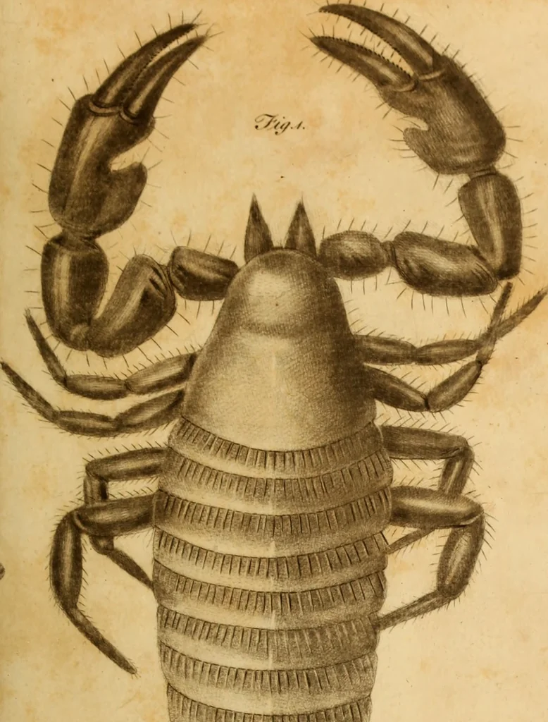 An illustration from Essays on the microscope : containing a practical description of the most improved microscopes : a general history of insects : illustrated with thirty-two folio plates (2nd ed. / with considerable additions and improvements by Frederick Kanmacher), 1798, leaf 824