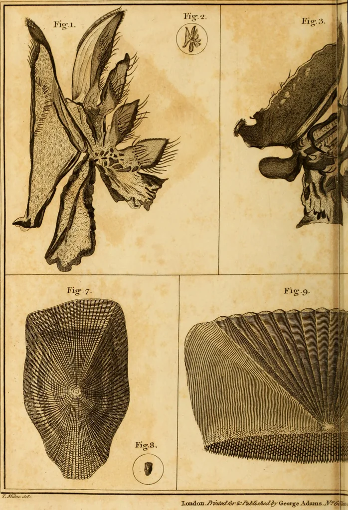 An illustration from Essays on the microscope : containing a practical description of the most improved microscopes : a general history of insects : illustrated with thirty-two folio plates (2nd ed. / with considerable additions and improvements by Frederick Kanmacher), 1798, leaf 827