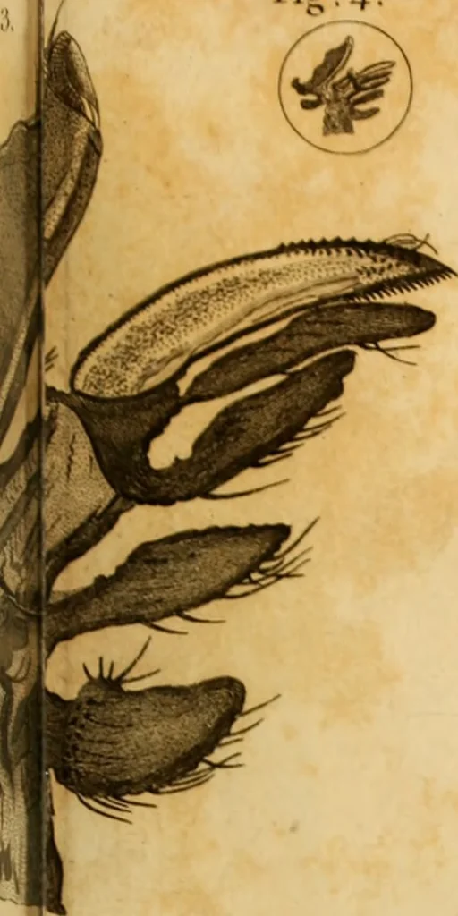 An illustration from Essays on the microscope : containing a practical description of the most improved microscopes : a general history of insects : illustrated with thirty-two folio plates (2nd ed. / with considerable additions and improvements by Frederick Kanmacher), 1798, leaf 828