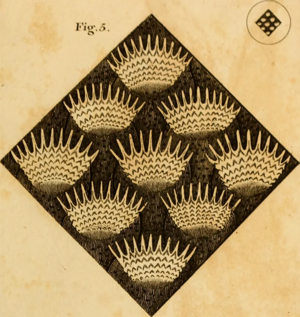An illustration from Essays on the microscope : containing a practical description of the most improved microscopes : a general history of insects : illustrated with thirty-two folio plates (2nd ed. / with considerable additions and improvements by Frederick Kanmacher), 1798, leaf 828