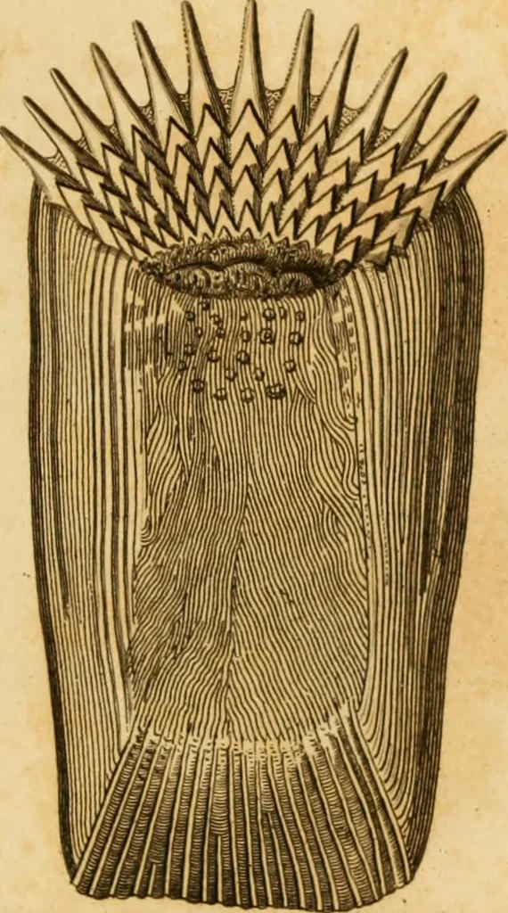 An illustration from Essays on the microscope : containing a practical description of the most improved microscopes : a general history of insects : illustrated with thirty-two folio plates (2nd ed. / with considerable additions and improvements by Frederick Kanmacher), 1798, leaf 828