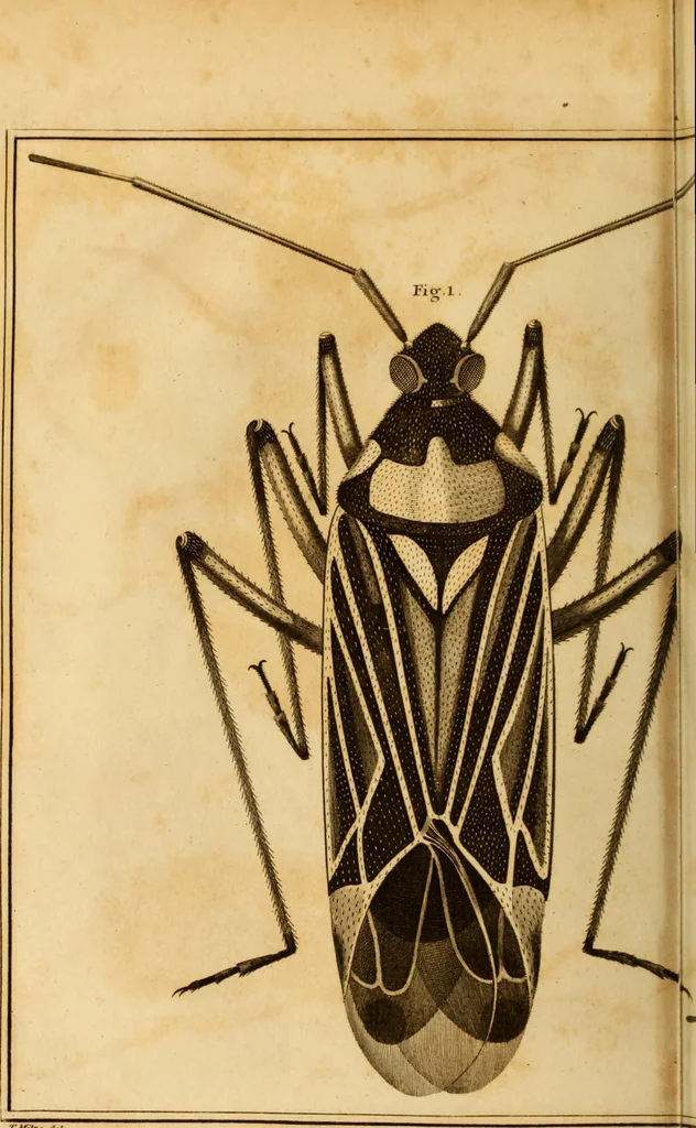 An illustration from Essays on the microscope : containing a practical description of the most improved microscopes : a general history of insects : illustrated with thirty-two folio plates (2nd ed. / with considerable additions and improvements by Frederick Kanmacher), 1798, leaf 831