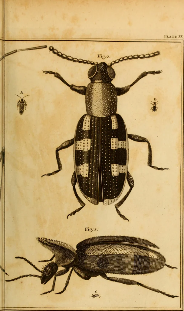 An illustration from Essays on the microscope : containing a practical description of the most improved microscopes : a general history of insects : illustrated with thirty-two folio plates (2nd ed. / with considerable additions and improvements by Frederick Kanmacher), 1798, leaf 832