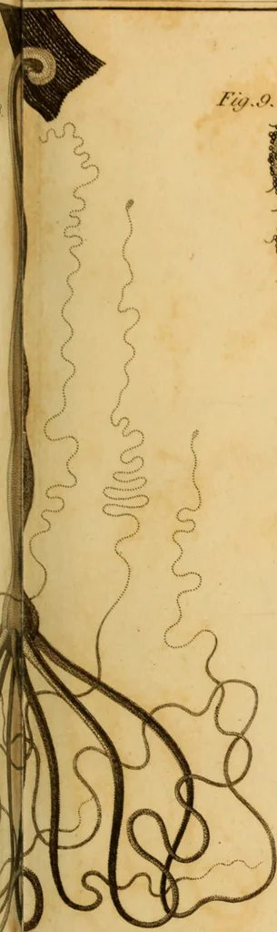 An illustration from Essays on the microscope : containing a practical description of the most improved microscopes : a general history of insects : illustrated with thirty-two folio plates (2nd ed. / with considerable additions and improvements by Frederick Kanmacher), 1798, leaf 836