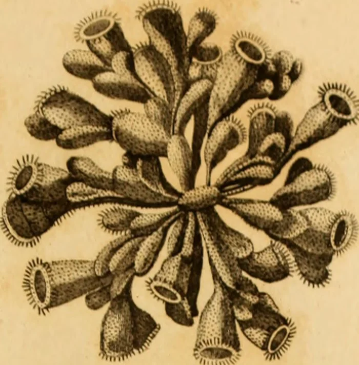 An illustration from Essays on the microscope : containing a practical description of the most improved microscopes : a general history of insects : illustrated with thirty-two folio plates (2nd ed. / with considerable additions and improvements by Frederick Kanmacher), 1798, leaf 836