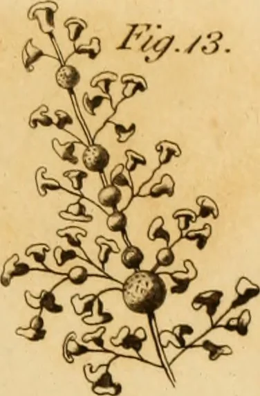 An illustration from Essays on the microscope : containing a practical description of the most improved microscopes : a general history of insects : illustrated with thirty-two folio plates (2nd ed. / with considerable additions and improvements by Frederick Kanmacher), 1798, leaf 836