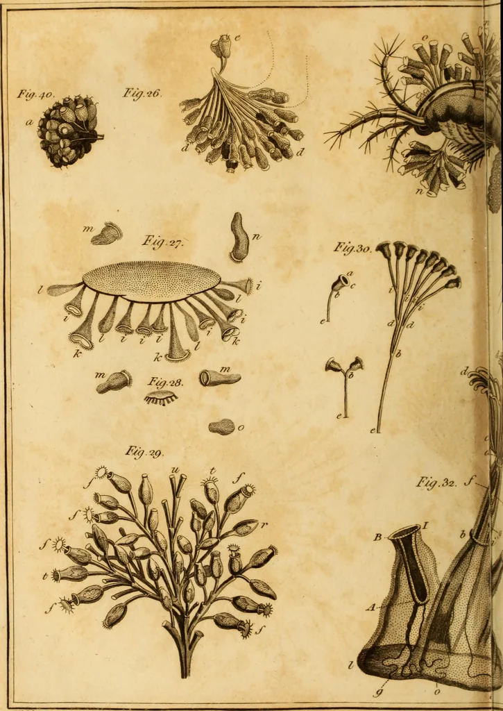 An illustration from Essays on the microscope : containing a practical description of the most improved microscopes : a general history of insects : illustrated with thirty-two folio plates (2nd ed. / with considerable additions and improvements by Frederick Kanmacher), 1798, leaf 839
