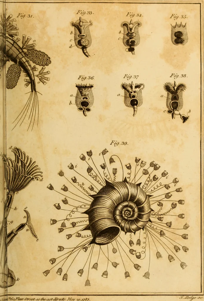 An illustration from Essays on the microscope : containing a practical description of the most improved microscopes : a general history of insects : illustrated with thirty-two folio plates (2nd ed. / with considerable additions and improvements by Frederick Kanmacher), 1798, leaf 840