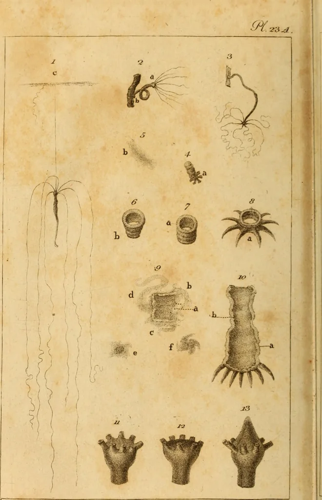An illustration from Essays on the microscope : containing a practical description of the most improved microscopes : a general history of insects : illustrated with thirty-two folio plates (2nd ed. / with considerable additions and improvements by Frederick Kanmacher), 1798, leaf 843