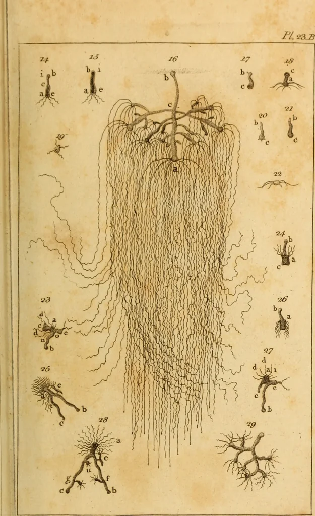 An illustration from Essays on the microscope : containing a practical description of the most improved microscopes : a general history of insects : illustrated with thirty-two folio plates (2nd ed. / with considerable additions and improvements by Frederick Kanmacher), 1798, leaf 844