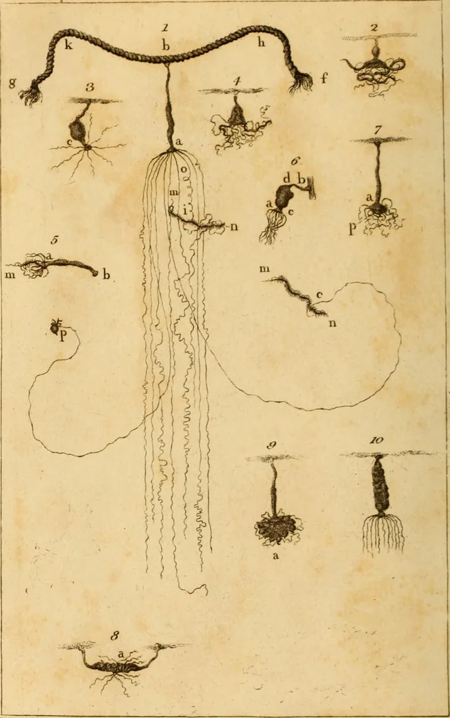 An illustration from Essays on the microscope : containing a practical description of the most improved microscopes : a general history of insects : illustrated with thirty-two folio plates (2nd ed. / with considerable additions and improvements by Frederick Kanmacher), 1798, leaf 847