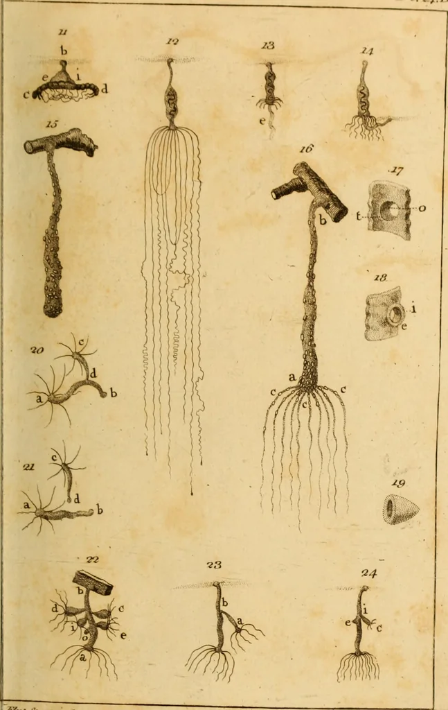 An illustration from Essays on the microscope : containing a practical description of the most improved microscopes : a general history of insects : illustrated with thirty-two folio plates (2nd ed. / with considerable additions and improvements by Frederick Kanmacher), 1798, leaf 848