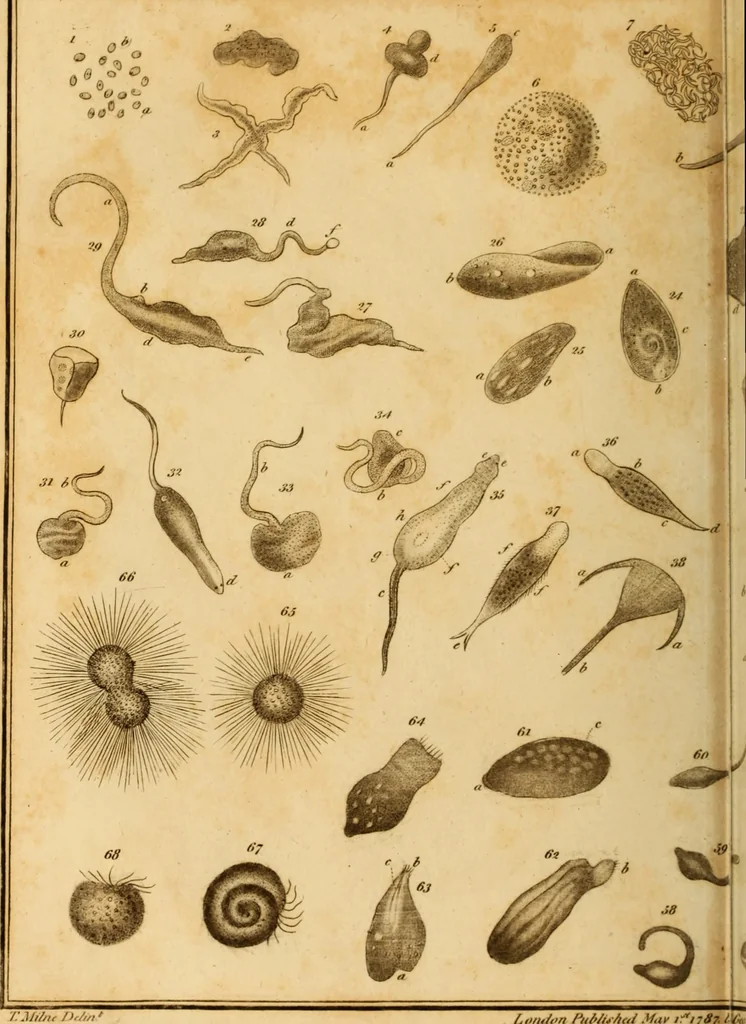 An illustration from Essays on the microscope : containing a practical description of the most improved microscopes : a general history of insects : illustrated with thirty-two folio plates (2nd ed. / with considerable additions and improvements by Frederick Kanmacher), 1798, leaf 851