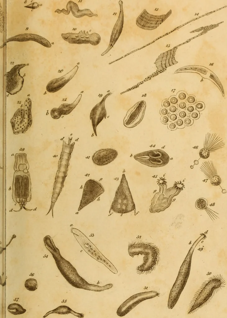 An illustration from Essays on the microscope : containing a practical description of the most improved microscopes : a general history of insects : illustrated with thirty-two folio plates (2nd ed. / with considerable additions and improvements by Frederick Kanmacher), 1798, leaf 852