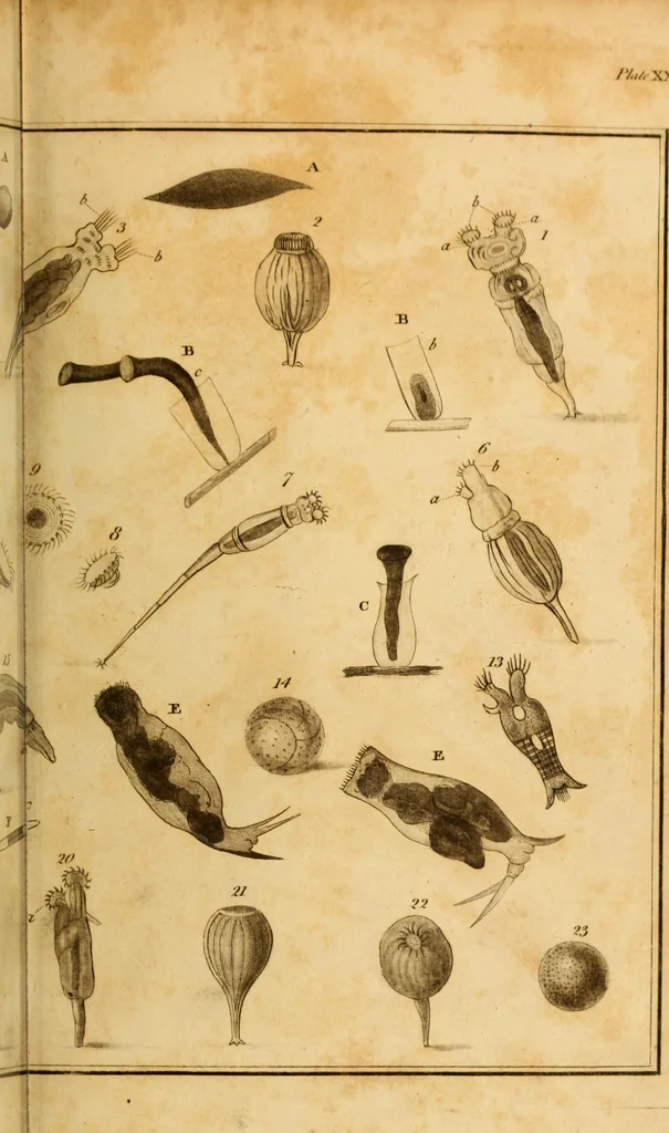 An illustration from Essays on the microscope : containing a practical description of the most improved microscopes : a general history of insects : illustrated with thirty-two folio plates (2nd ed. / with considerable additions and improvements by Frederick Kanmacher), 1798, leaf 856
