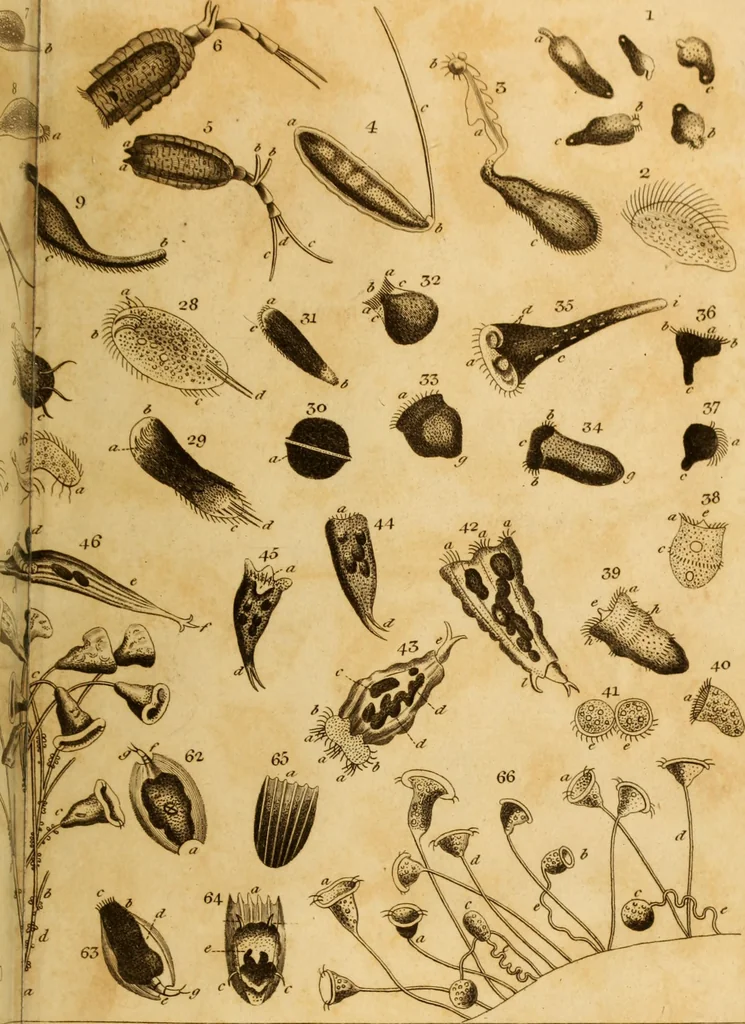 An illustration from Essays on the microscope : containing a practical description of the most improved microscopes : a general history of insects : illustrated with thirty-two folio plates (2nd ed. / with considerable additions and improvements by Frederick Kanmacher), 1798, leaf 860