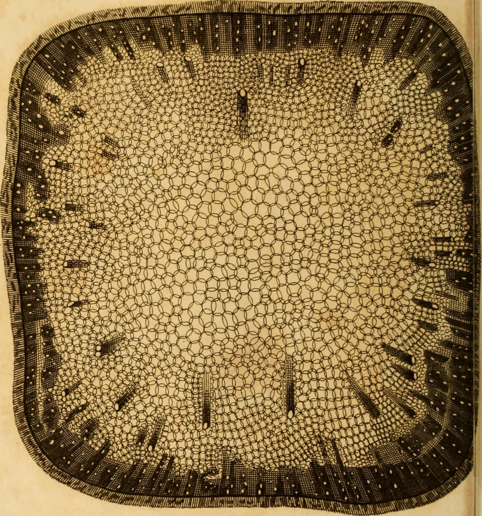 An illustration from Essays on the microscope : containing a practical description of the most improved microscopes : a general history of insects : illustrated with thirty-two folio plates (2nd ed. / with considerable additions and improvements by Frederick Kanmacher), 1798, leaf 863