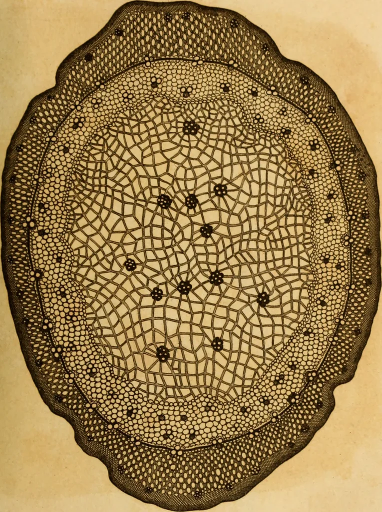 An illustration from Essays on the microscope : containing a practical description of the most improved microscopes : a general history of insects : illustrated with thirty-two folio plates (2nd ed. / with considerable additions and improvements by Frederick Kanmacher), 1798, leaf 864