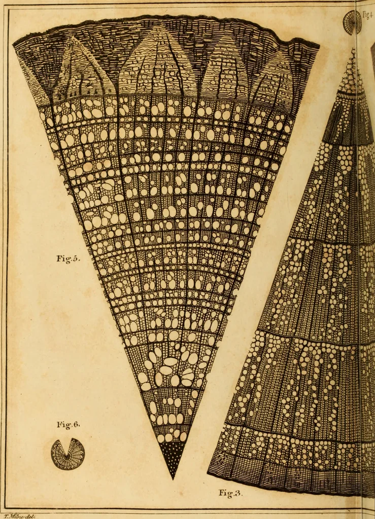 An illustration from Essays on the microscope : containing a practical description of the most improved microscopes : a general history of insects : illustrated with thirty-two folio plates (2nd ed. / with considerable additions and improvements by Frederick Kanmacher), 1798, leaf 867