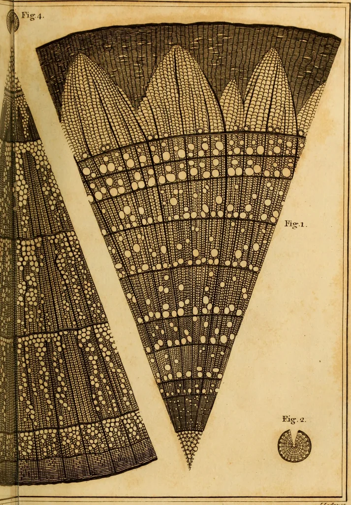 An illustration from Essays on the microscope : containing a practical description of the most improved microscopes : a general history of insects : illustrated with thirty-two folio plates (2nd ed. / with considerable additions and improvements by Frederick Kanmacher), 1798, leaf 868