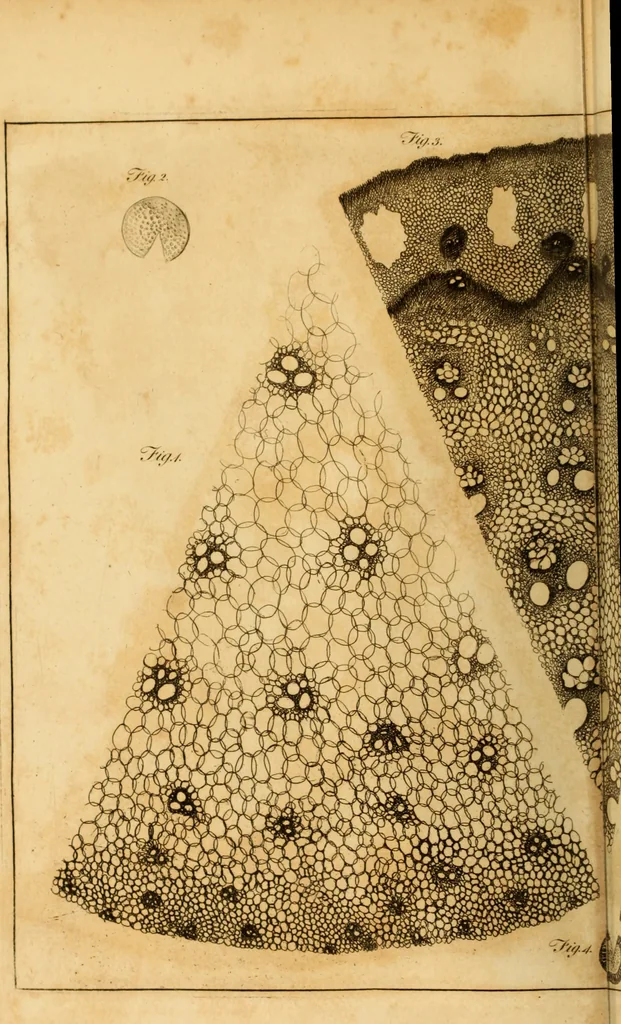 An illustration from Essays on the microscope : containing a practical description of the most improved microscopes : a general history of insects : illustrated with thirty-two folio plates (2nd ed. / with considerable additions and improvements by Frederick Kanmacher), 1798, leaf 871