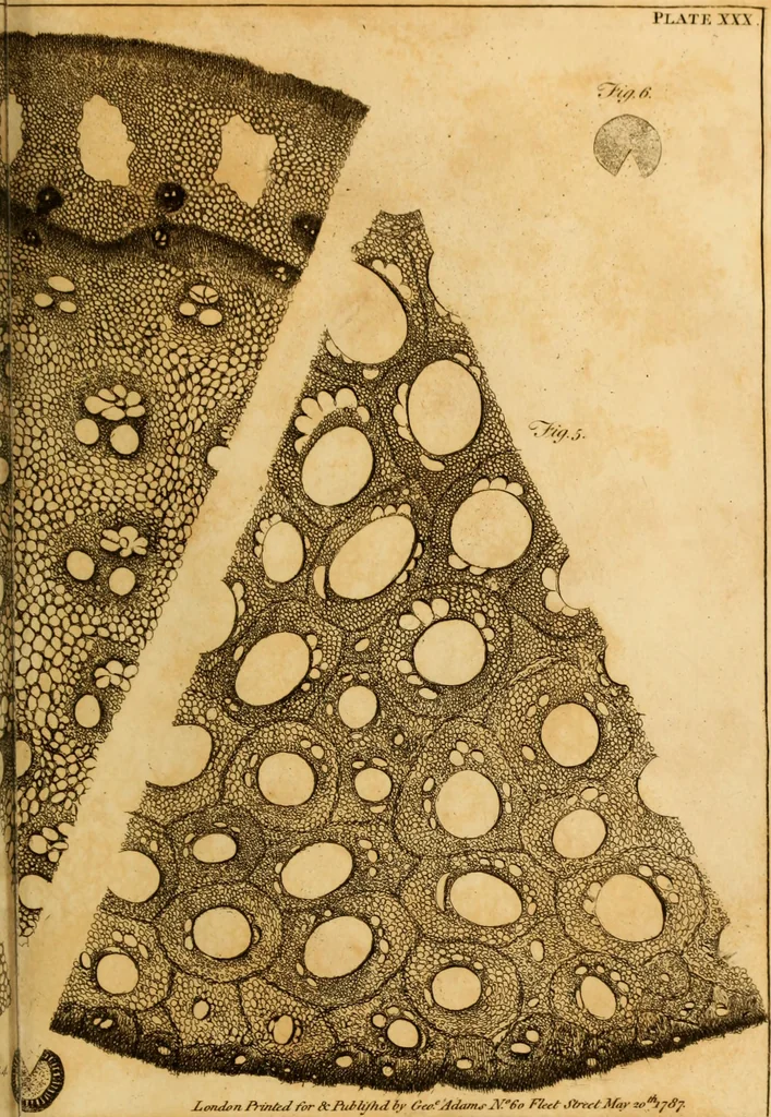 An illustration from Essays on the microscope : containing a practical description of the most improved microscopes : a general history of insects : illustrated with thirty-two folio plates (2nd ed. / with considerable additions and improvements by Frederick Kanmacher), 1798, leaf 872