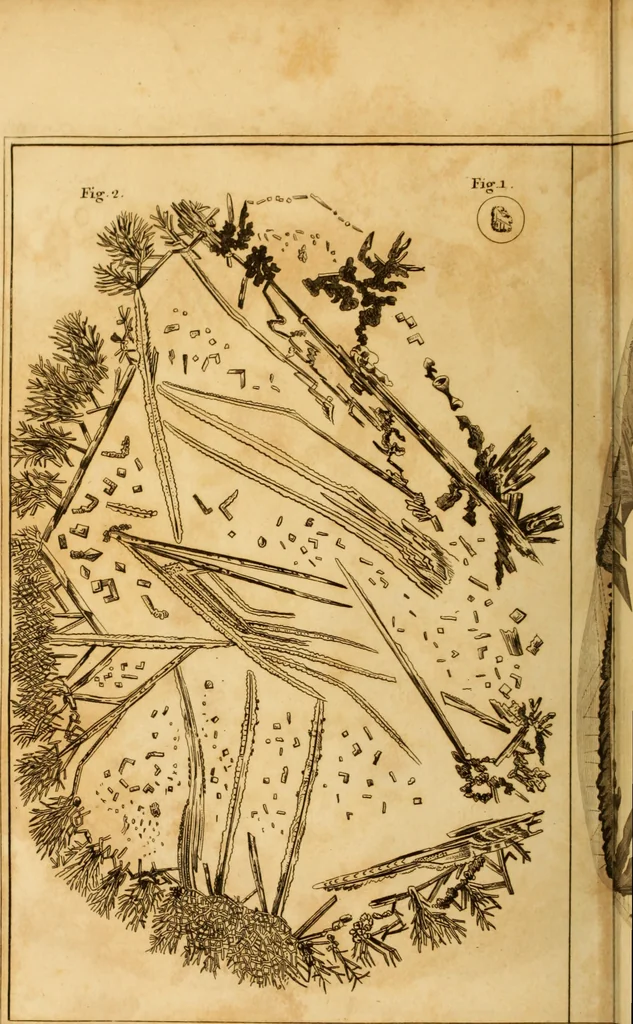 An illustration from Essays on the microscope : containing a practical description of the most improved microscopes : a general history of insects : illustrated with thirty-two folio plates (2nd ed. / with considerable additions and improvements by Frederick Kanmacher), 1798, leaf 875