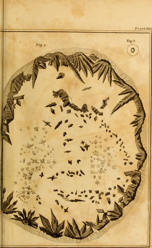 An illustration from Essays on the microscope : containing a practical description of the most improved microscopes : a general history of insects : illustrated with thirty-two folio plates (2nd ed. / with considerable additions and improvements by Frederick Kanmacher), 1798, leaf 876