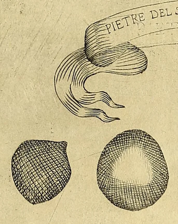An illustration from Esperienze intorno a diverse cose natvrali : e particolarmente a qvelle, che ci son portate dall'Indie, 1671, leaf 147