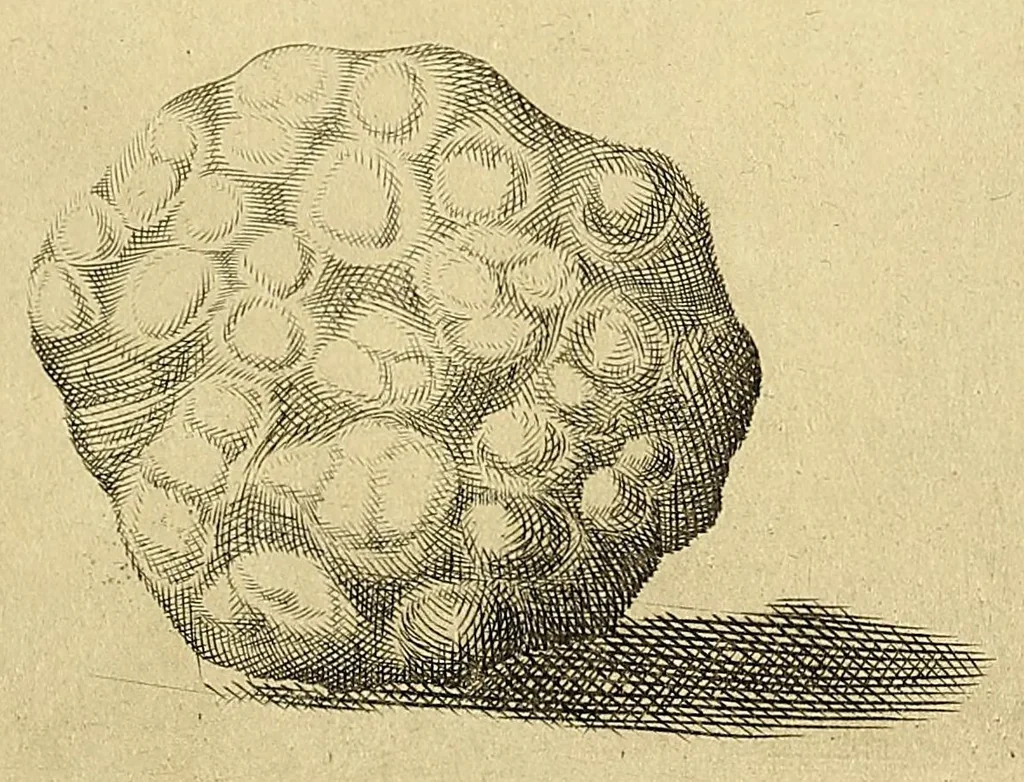 An illustration from Esperienze intorno a diverse cose natvrali : e particolarmente a qvelle, che ci son portate dall'Indie, 1671, leaf 149