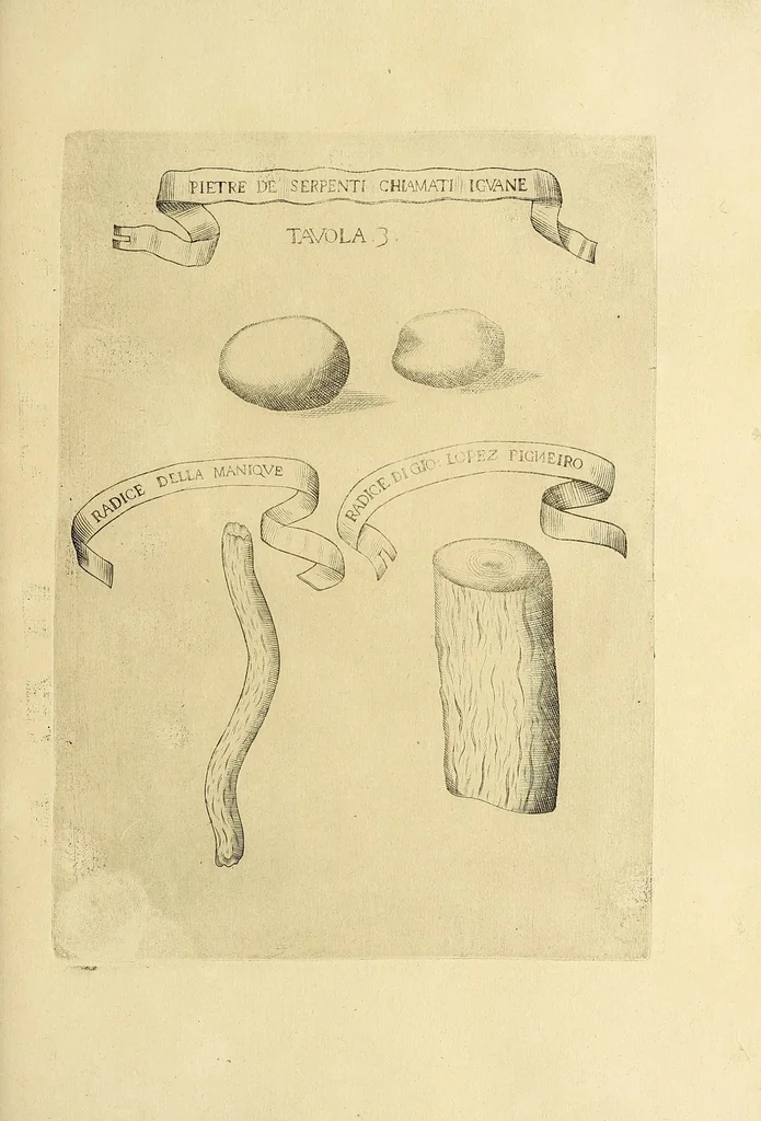 An illustration from Esperienze intorno a diverse cose natvrali : e particolarmente a qvelle, che ci son portate dall'Indie, 1671, leaf 151
