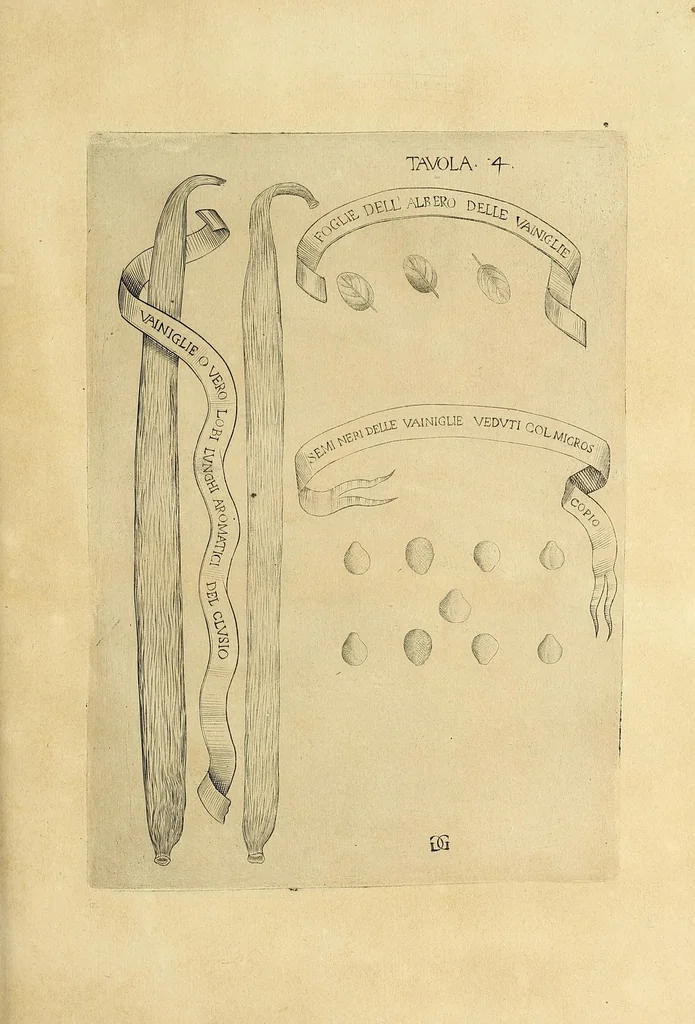 An illustration from Esperienze intorno a diverse cose natvrali : e particolarmente a qvelle, che ci son portate dall'Indie, 1671, leaf 153
