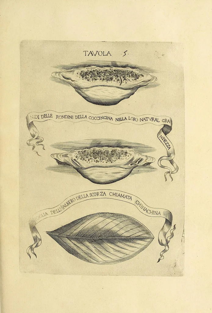 An illustration from Esperienze intorno a diverse cose natvrali : e particolarmente a qvelle, che ci son portate dall'Indie, 1671, leaf 155