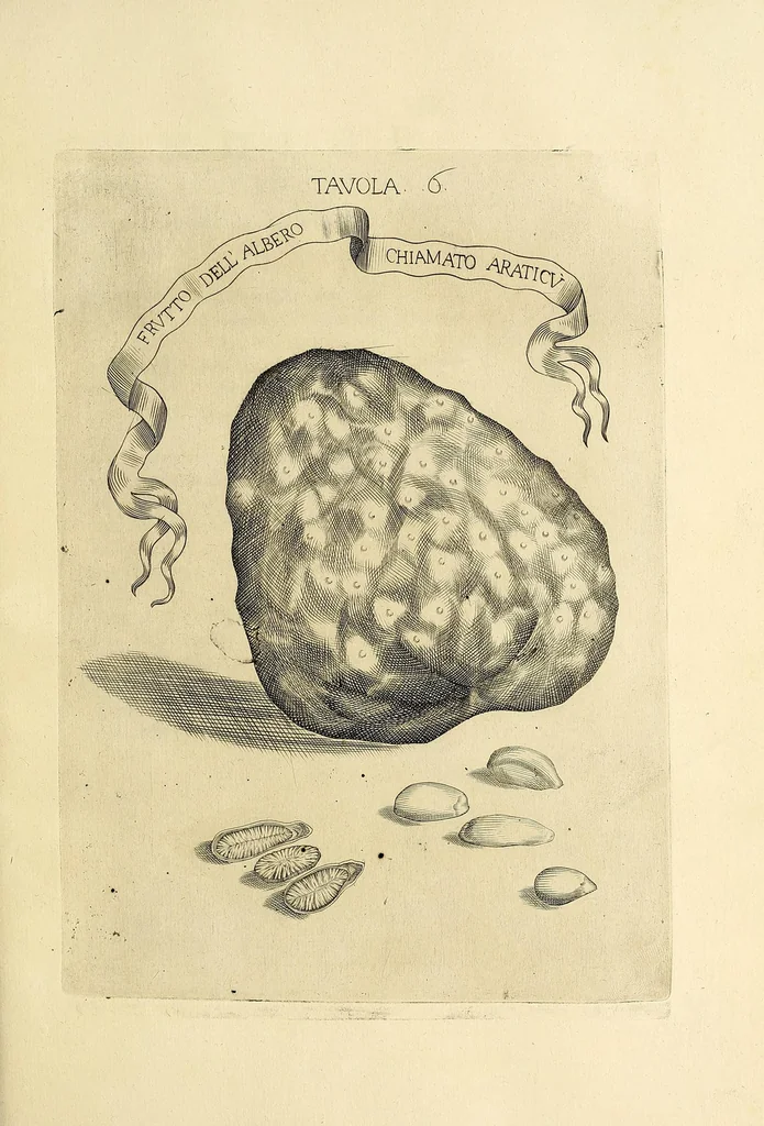 An illustration from Esperienze intorno a diverse cose natvrali : e particolarmente a qvelle, che ci son portate dall'Indie, 1671, leaf 157