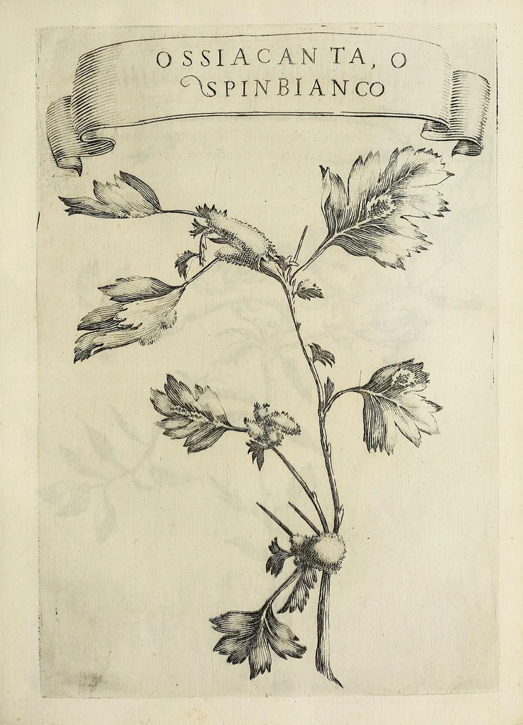 An illustration from Esperienze intorno alla generazione degl' insetti, 1668, leaf 133