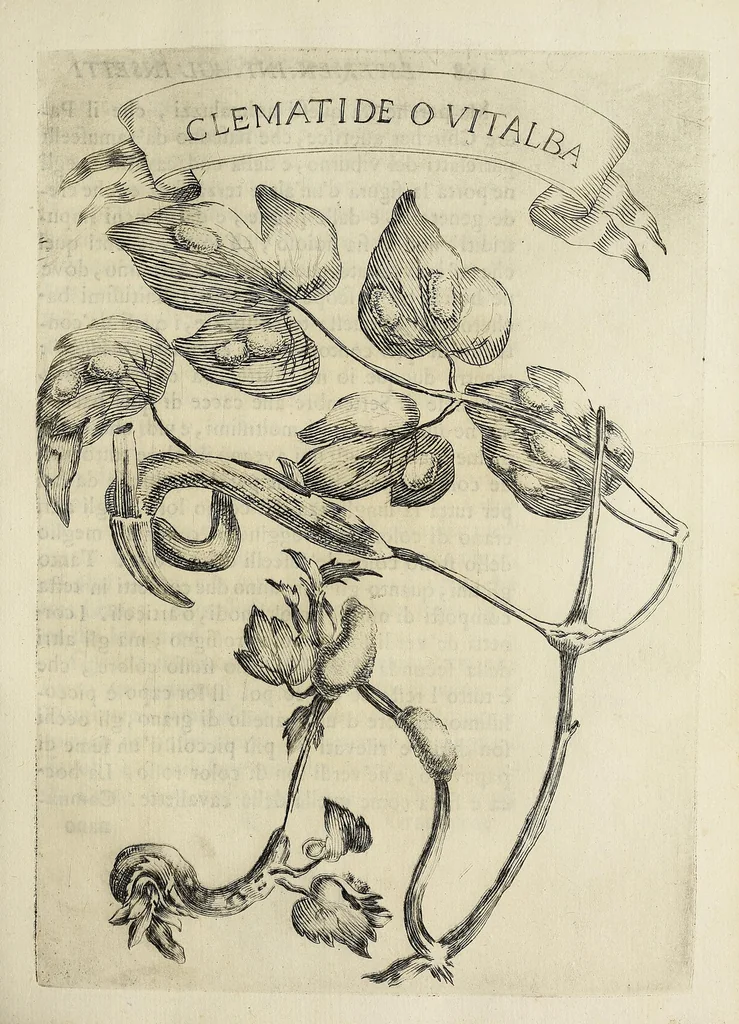 An illustration from Esperienze intorno alla generazione degl' insetti, 1668, leaf 137