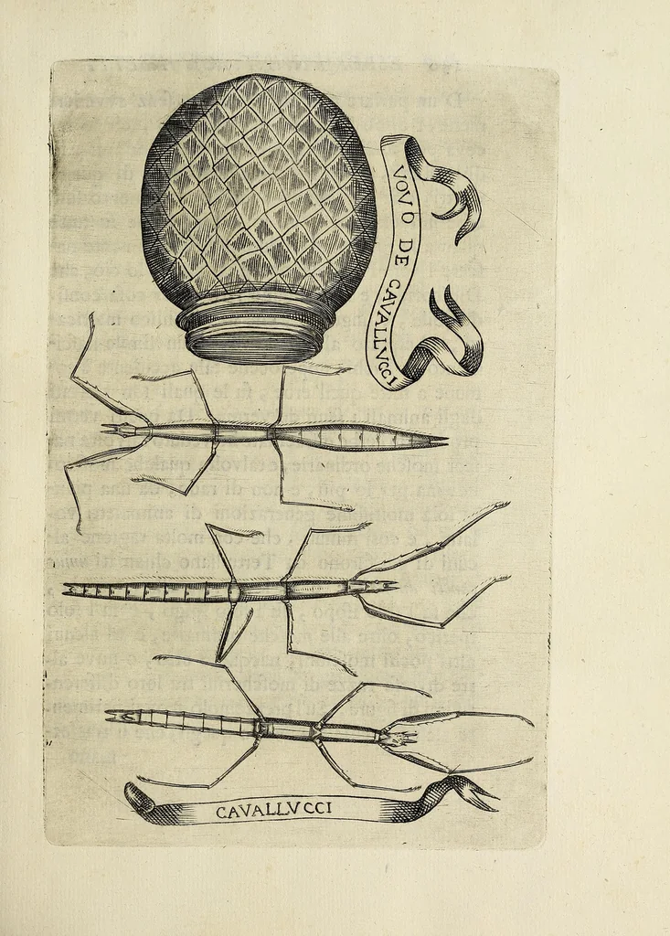 An illustration from Esperienze intorno alla generazione degl' insetti, 1668, leaf 145